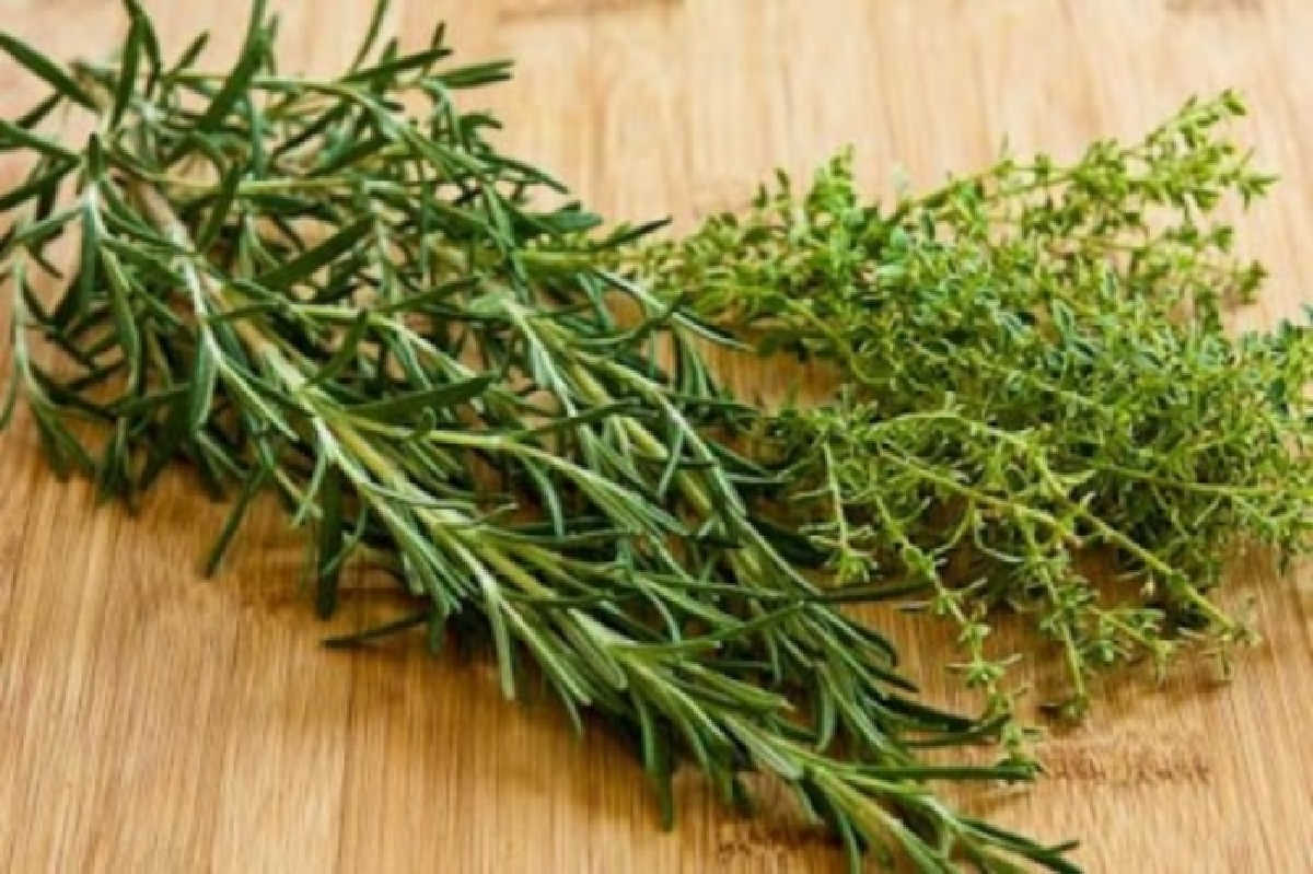 rosemary and thyme cut stems