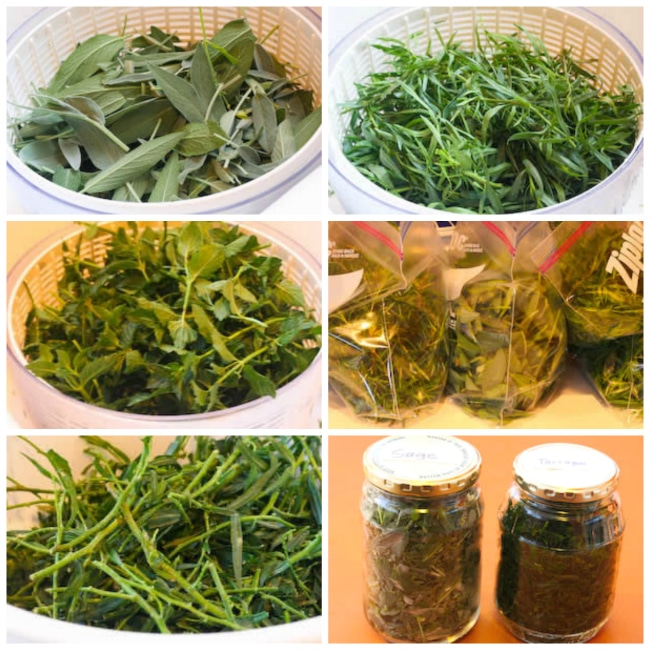 Freezing Herbs Collage (sage, tarragon, mint)