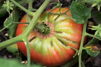 Brandywine Tomato