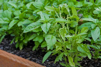 How to Freeze Fresh Basil and Ideas for Using Frozen Basil [found on KalynsKitchen.com]