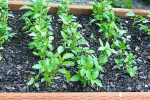 How to Freeze Fresh Basil and Ideas for Using Frozen Basil [found on KalynsKitchen.com]