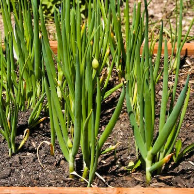 Green onions in garden