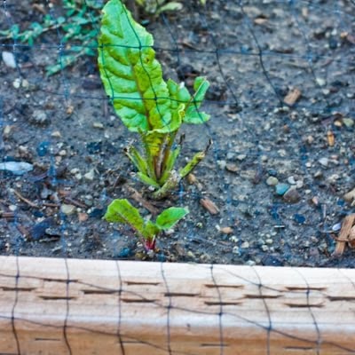 netting over swiss chard