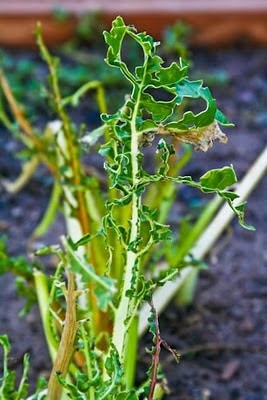 Salute to Swiss Chard and 10+ Favorite Healthy Swiss Chard Recipes found on KalynsKitchen.com