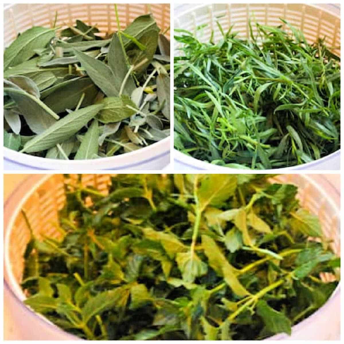 Square image for Freezing Sage, Tarragon, and Mint.
