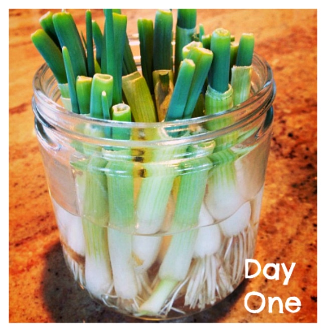 How to Grow Green Onions on the Counter: photo one