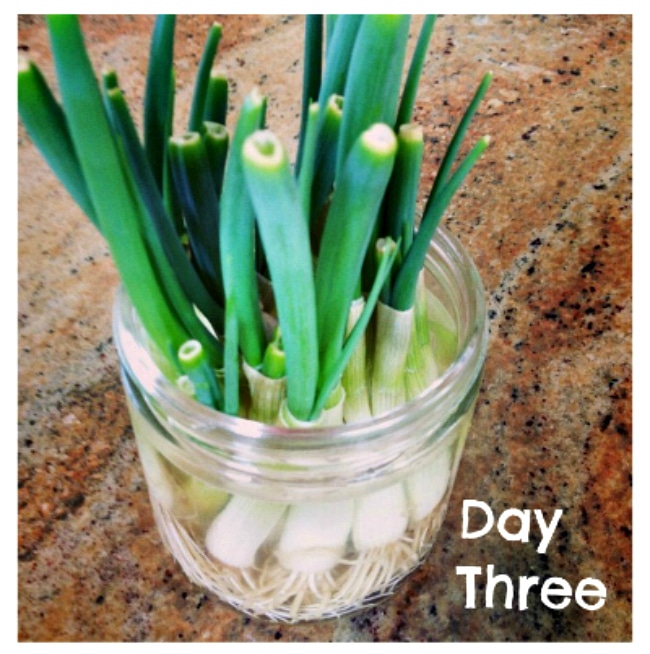 How to Grow Green Onions on the Counter: photo two