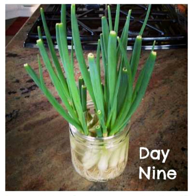 How to Grow Green Onions on the Counter: photo three