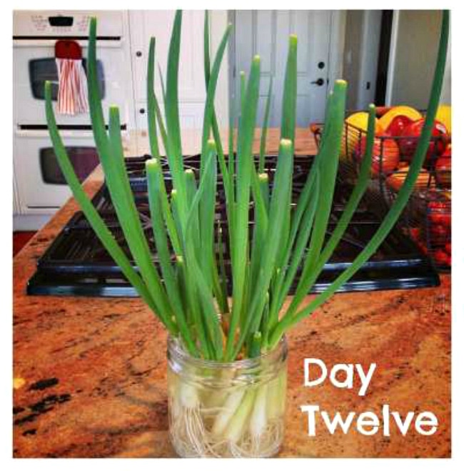 How to Grow Green Onions on the Counter: photo four