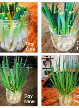 Growing Green Onions (and other Things I'm Thinking About!)