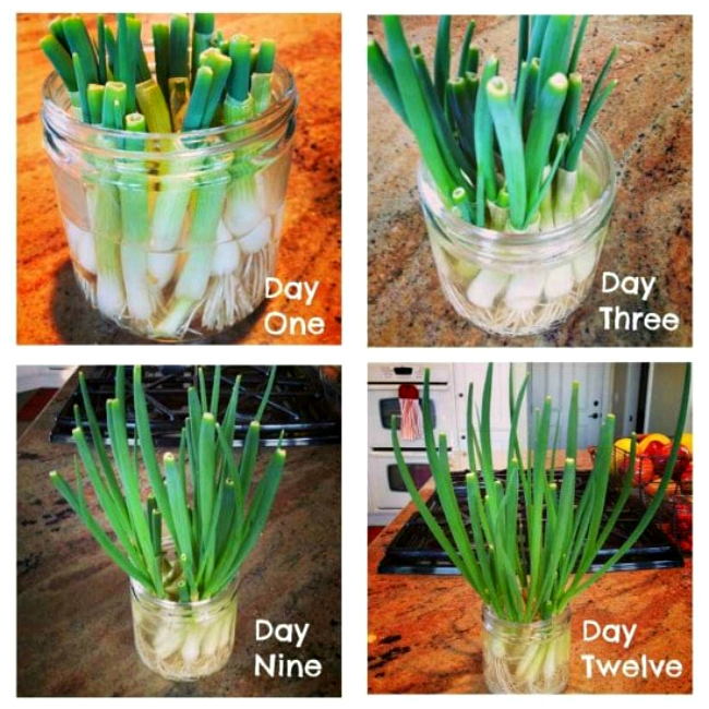 How to store green onions