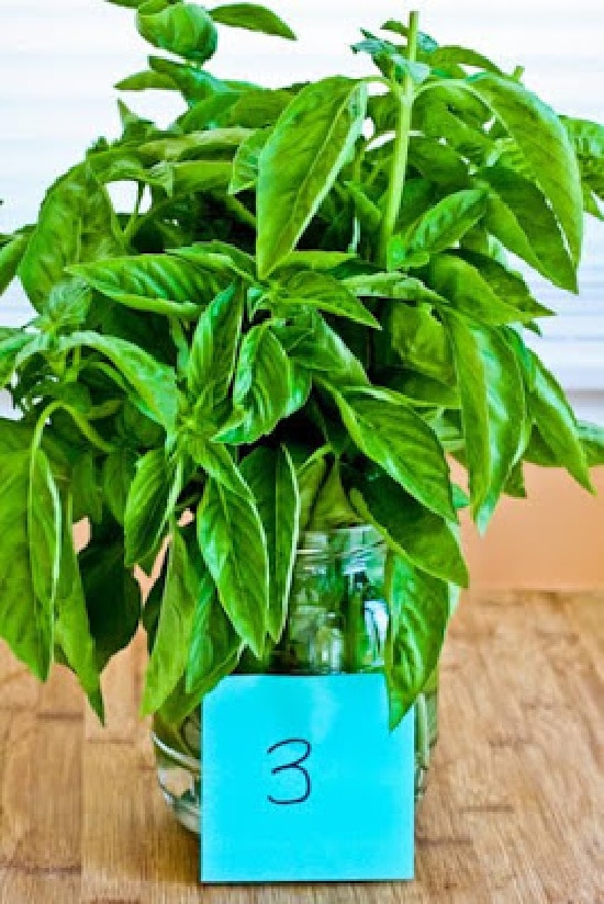 Preserving Fresh Basil - Day 3