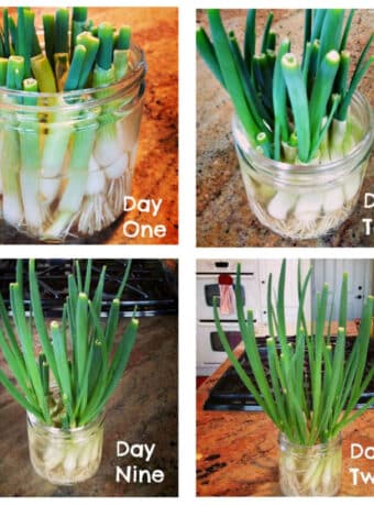 Square image for Growing Green Onions on the Countertop with collage of steps.