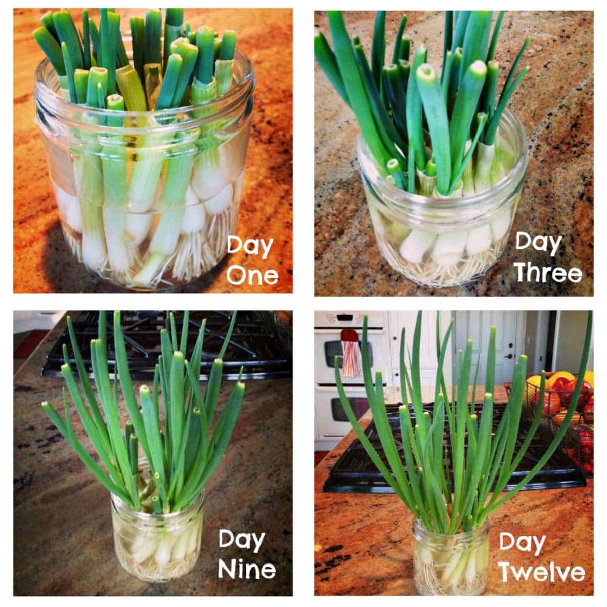 Square image for Growing Green Onions on the Countertop with collage of steps.