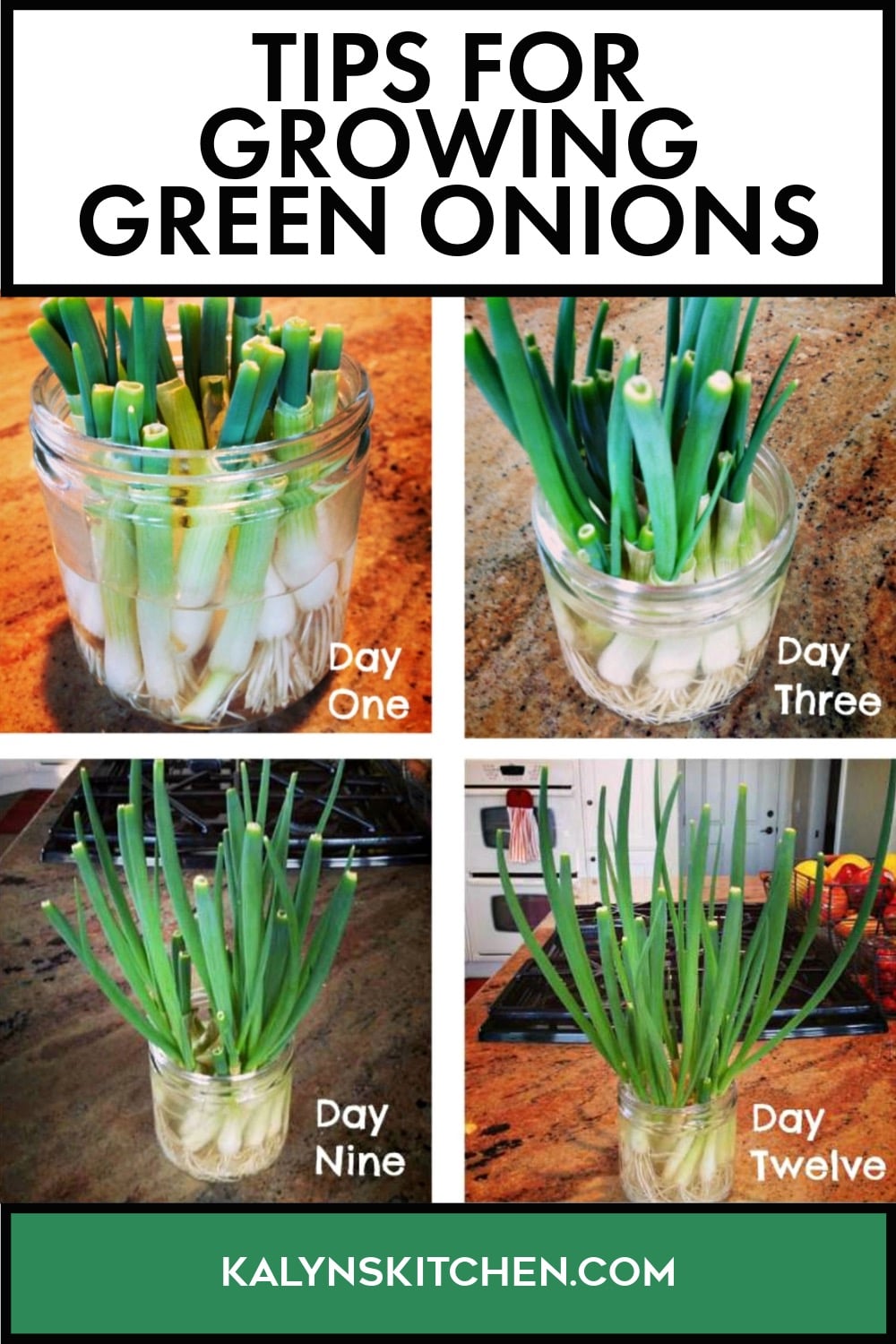 Pinterest image of Tips for Growing Green Onions