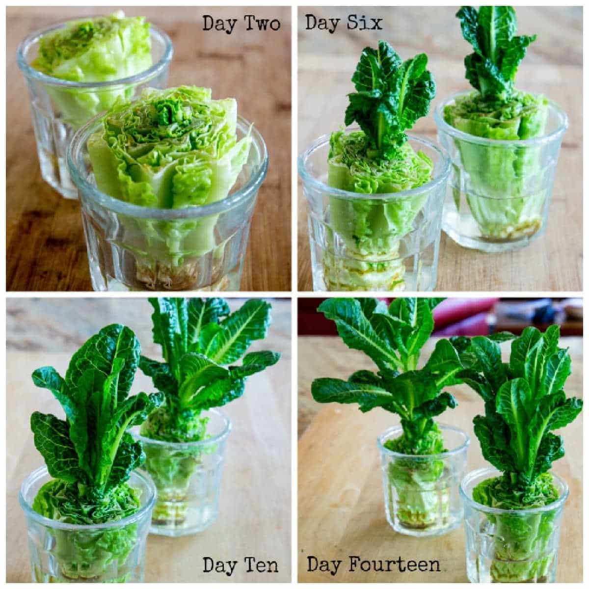 Growing Romaine Lettuce in Water four image collage.