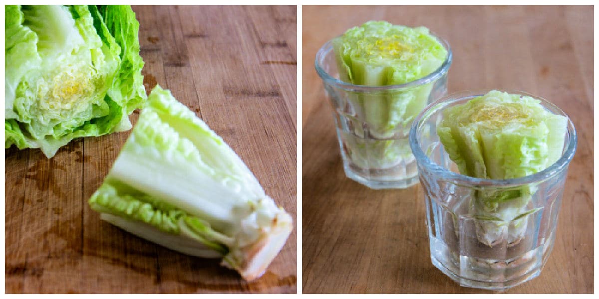 Collage photo of preparing romaine lettuce to grow in water.