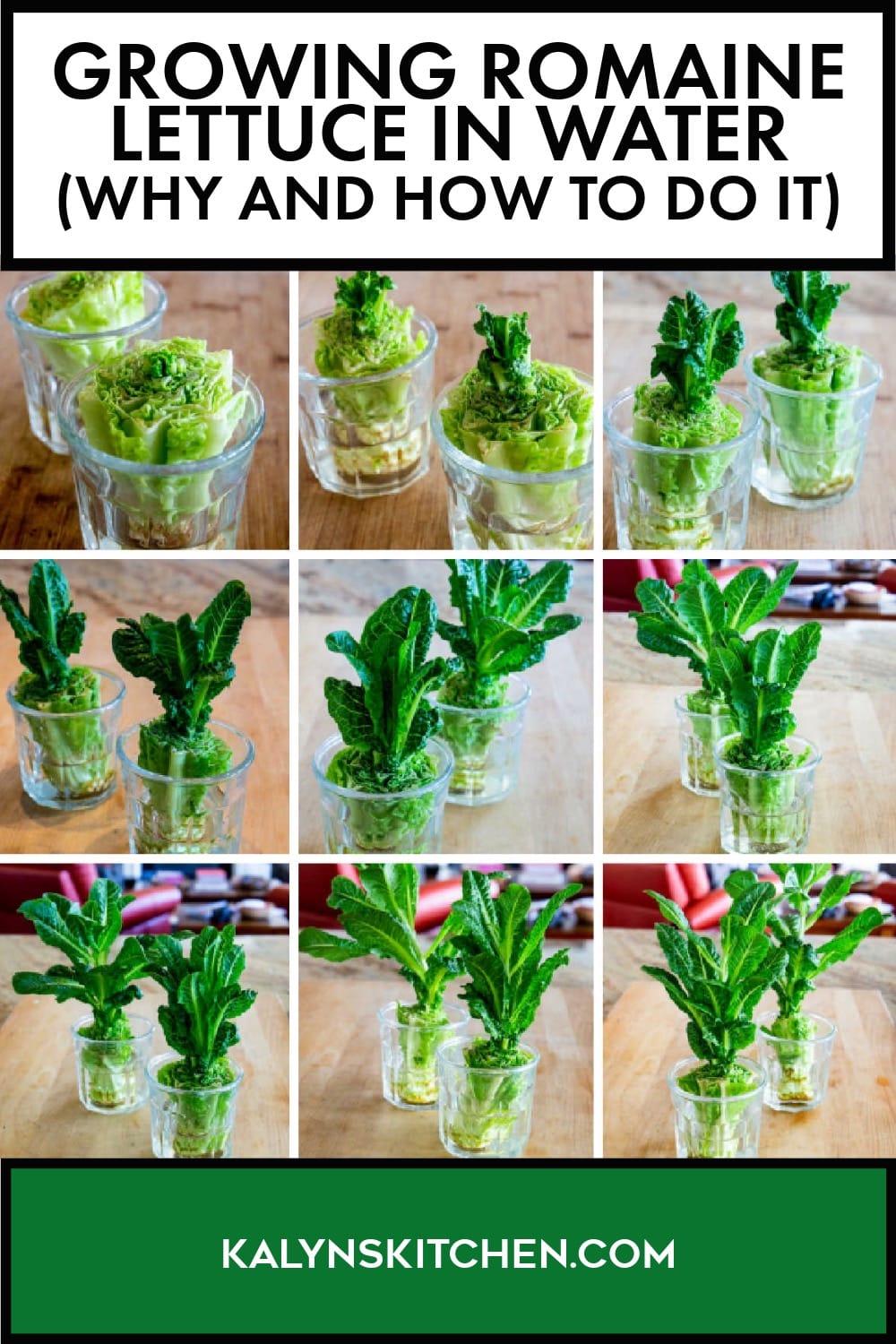 Pinterest image of Growing Romaine Lettuce in Water