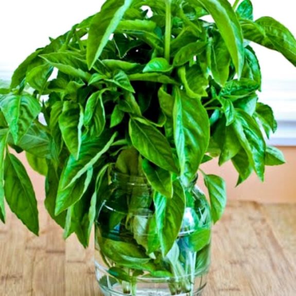 How to Preserve Fresh Basil on the Countertop